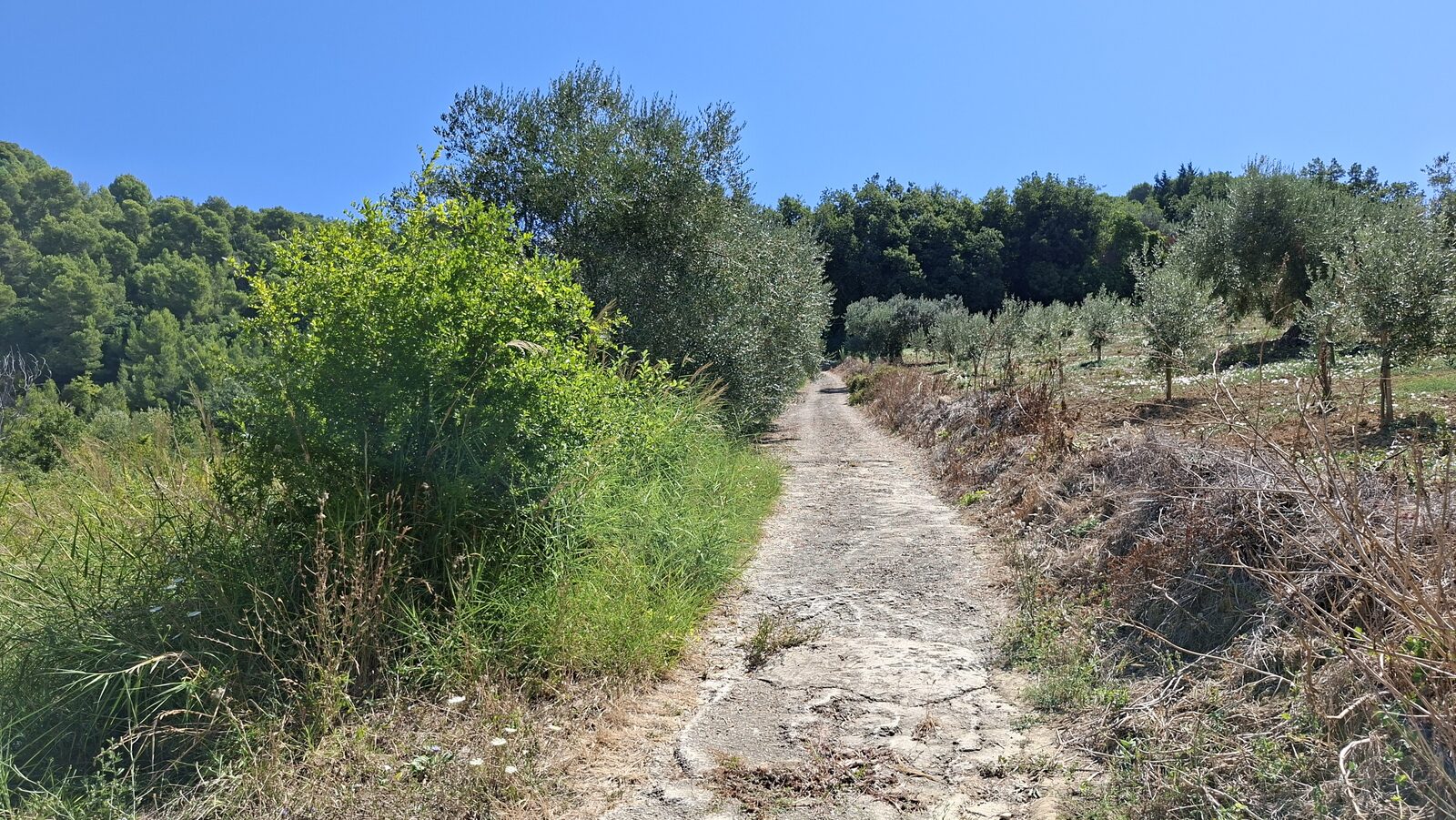 Uliveto e stradina sul terreno della villa